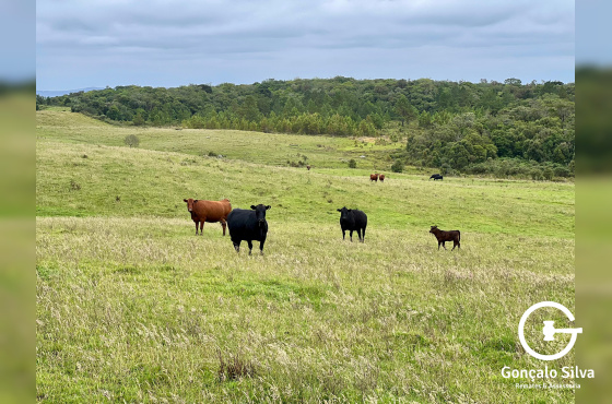 Fazenda de 445 Hectares em Riozinho