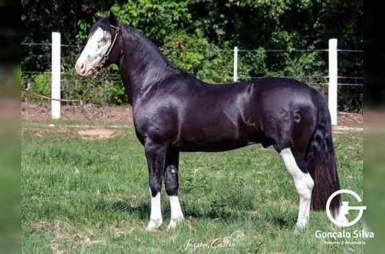 COBERTURAS MARCONI XERIFE 