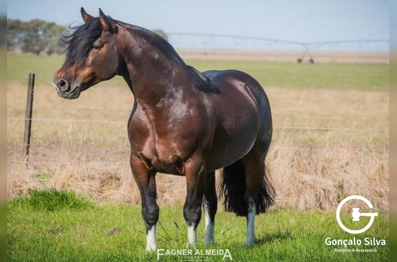 COBERTURA BASCO VENENO