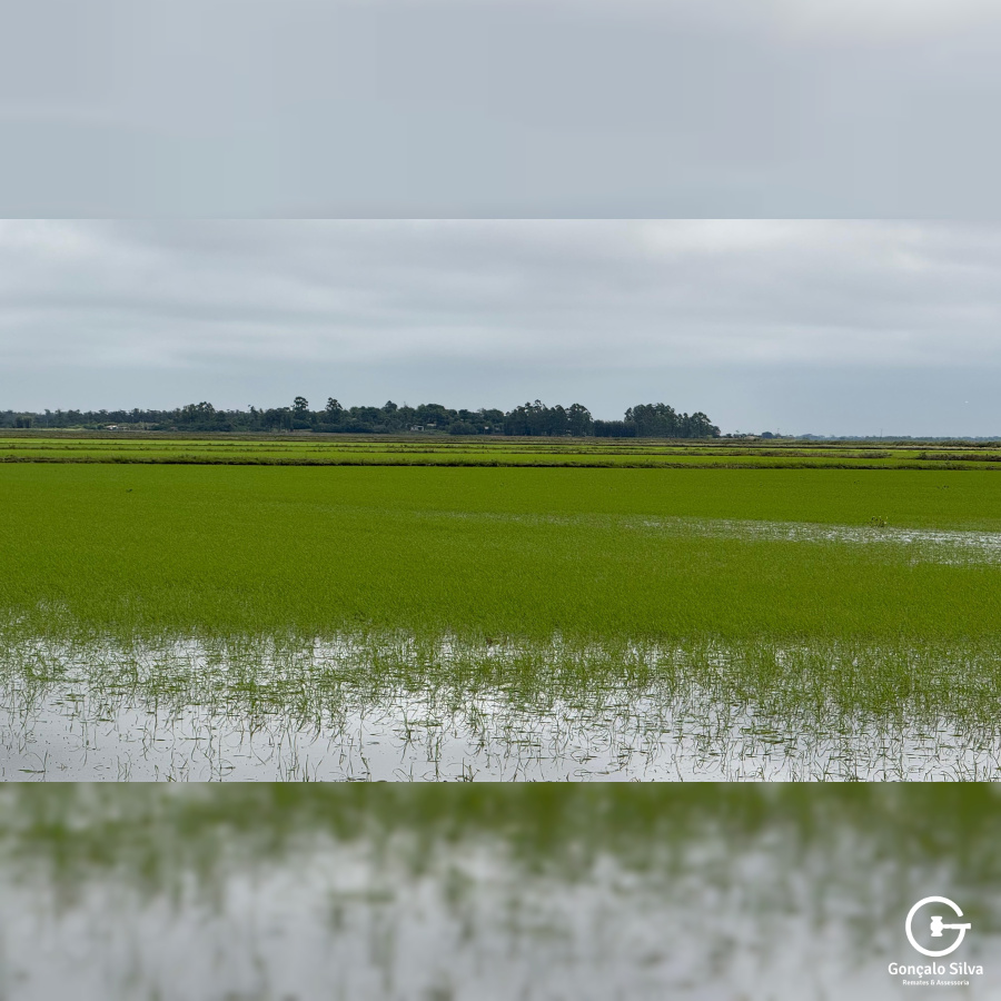 Área com 223 Hectares em Eldorado do Sul