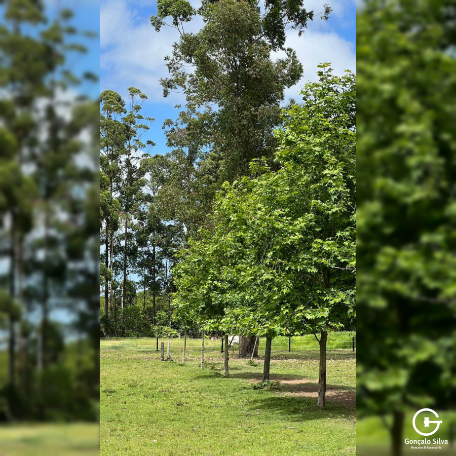 Área para Cabanha ou Centro de Treinamento
