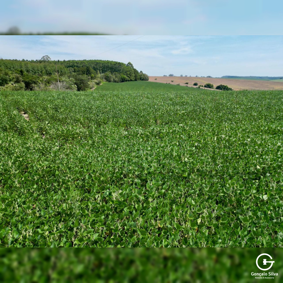 Área Rural com 64 Hectares em Guaíba