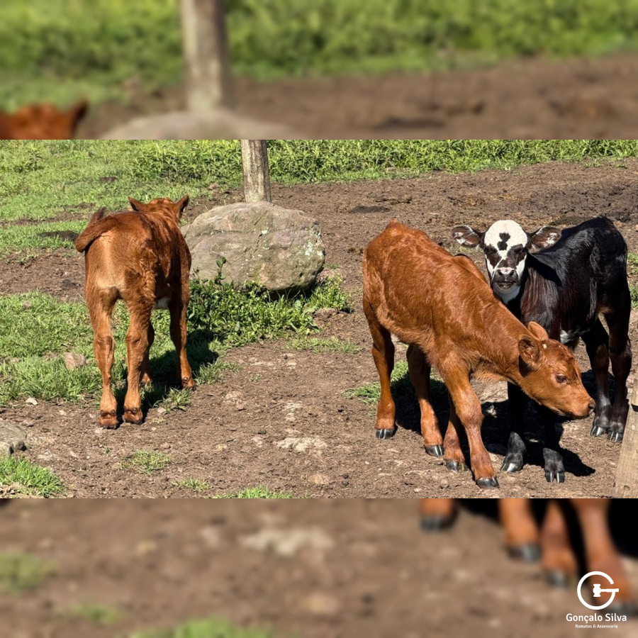 Fazenda com 223 Hectares em São Francisco de Paula