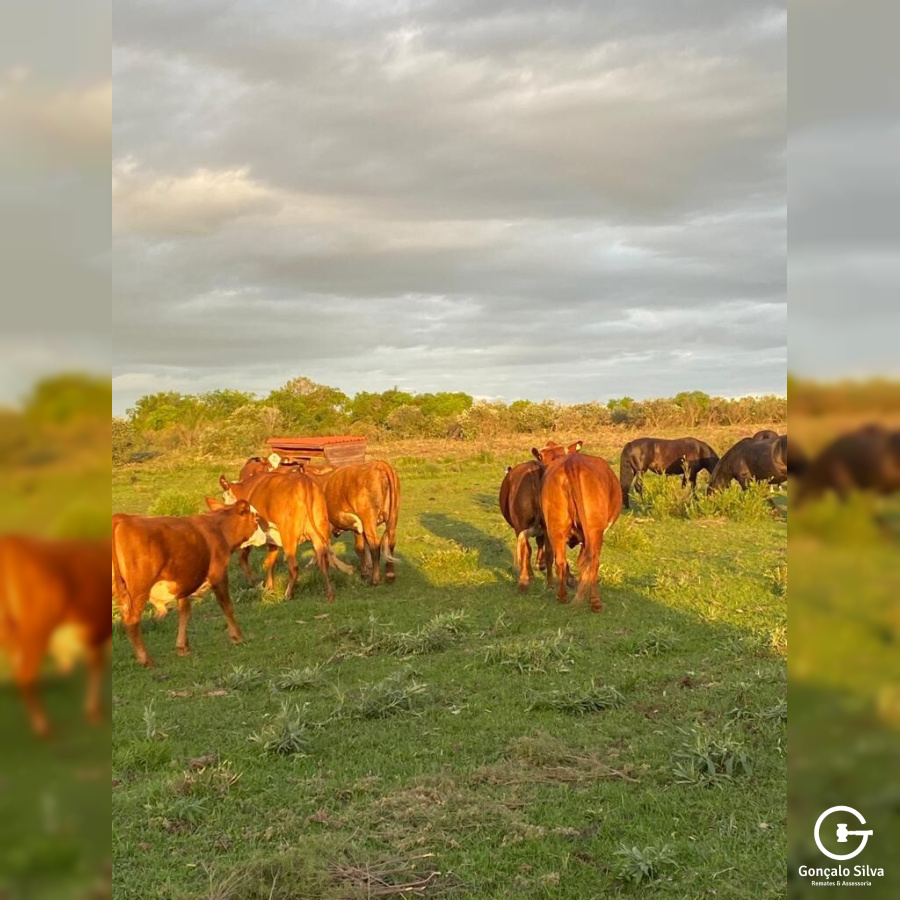 Fazenda com 712 Hectares em Sant'ana do Livramento
