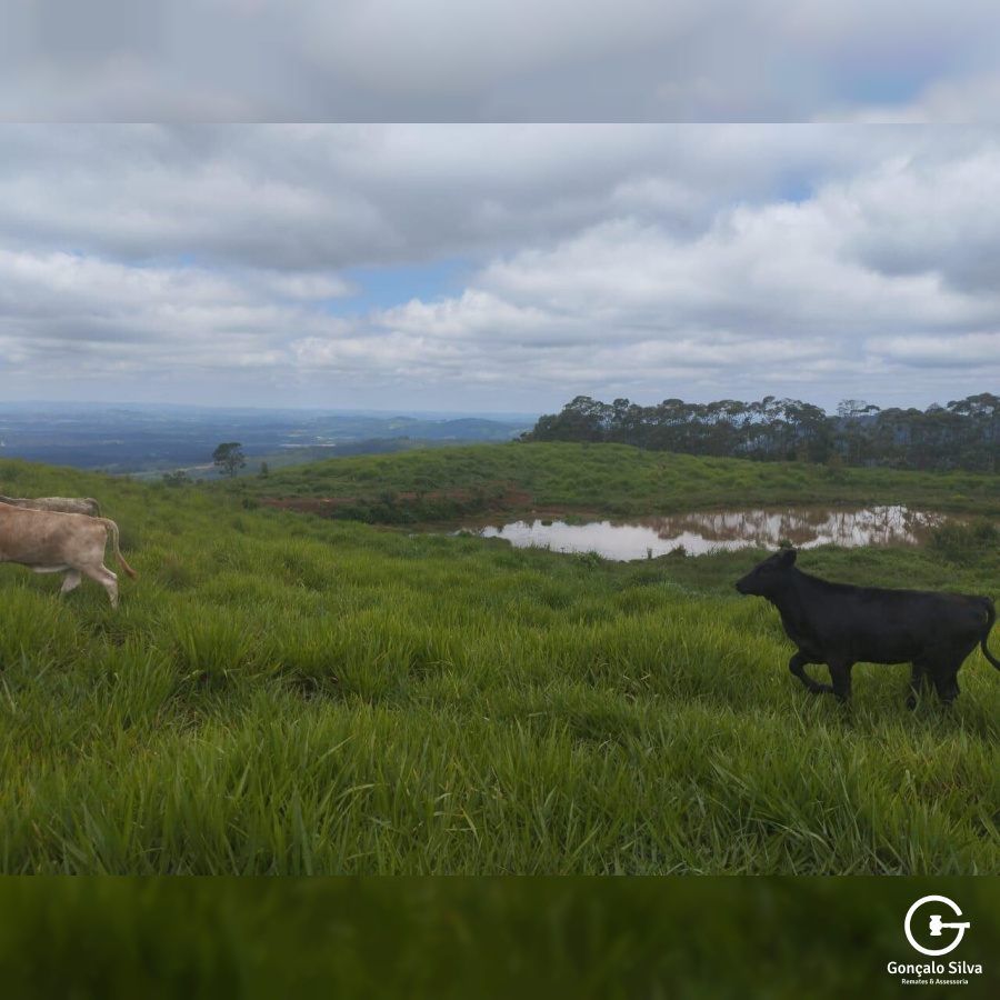 Fazenda no Paraná com 332 Hectares