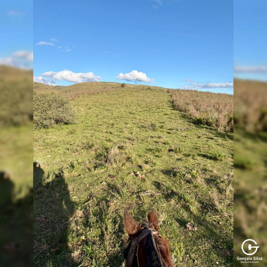 Área rural com 115 Hectares em Pinheiro Machado