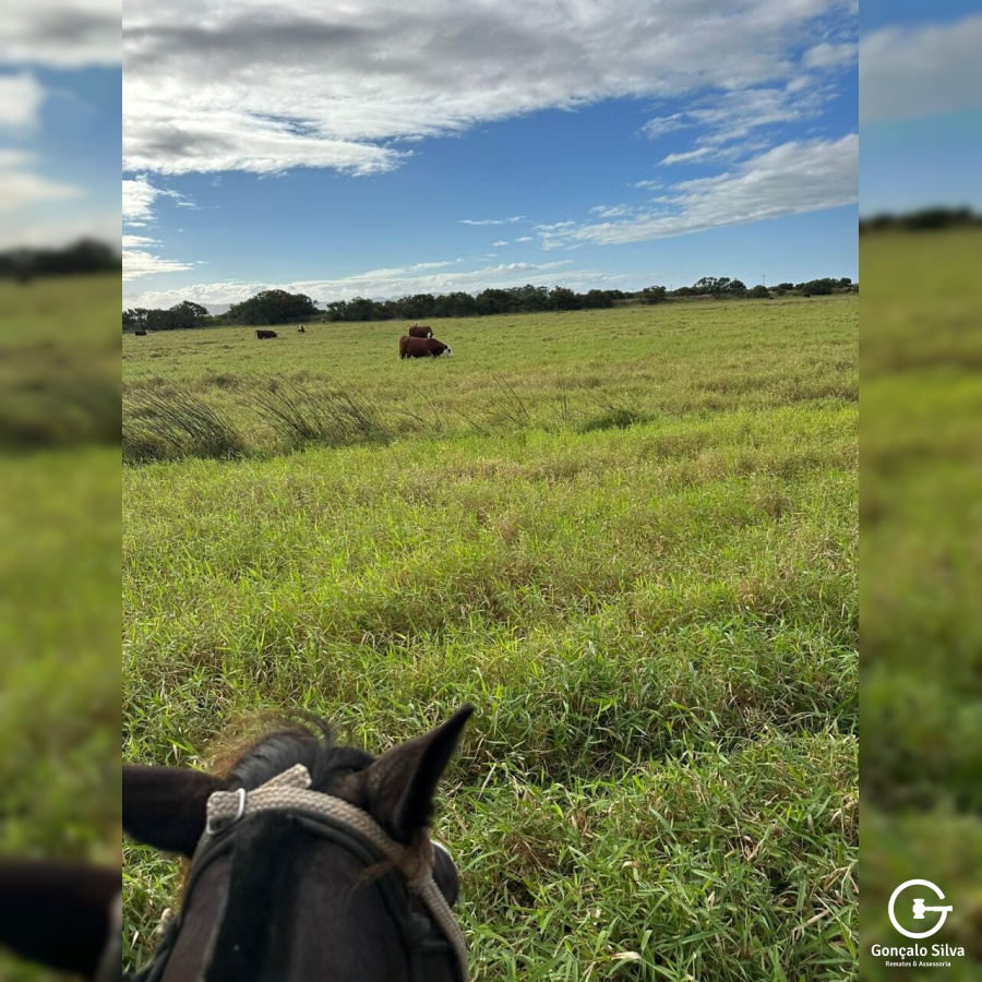 Sítio com 86 Hectares em Santa Catarina, excelente  lugar