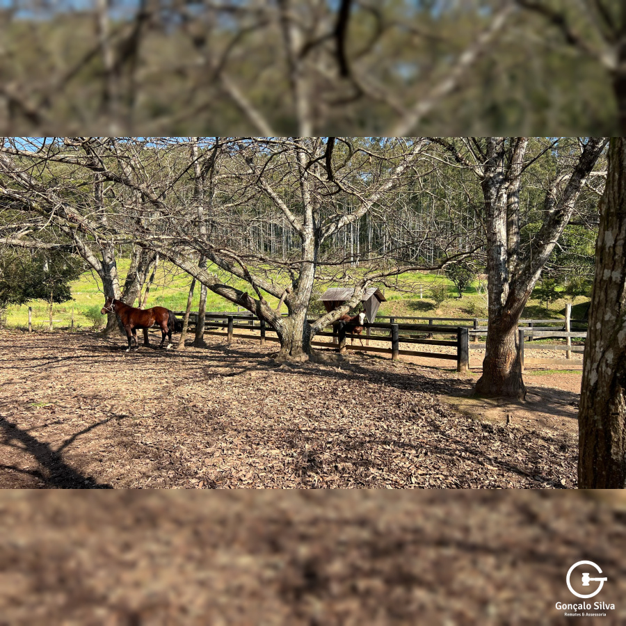 Propriedade Rural com 24 Hectares na Serra Gaúcha