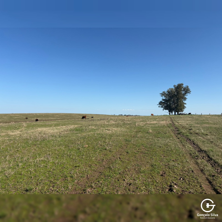 Fazenda com 355 Hectares em Candiota/Bagé