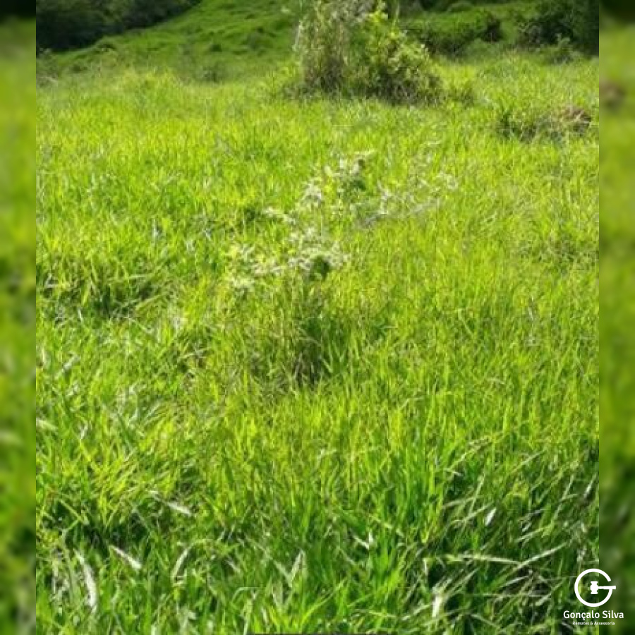 Fazenda no Paraná com 339 Hectares