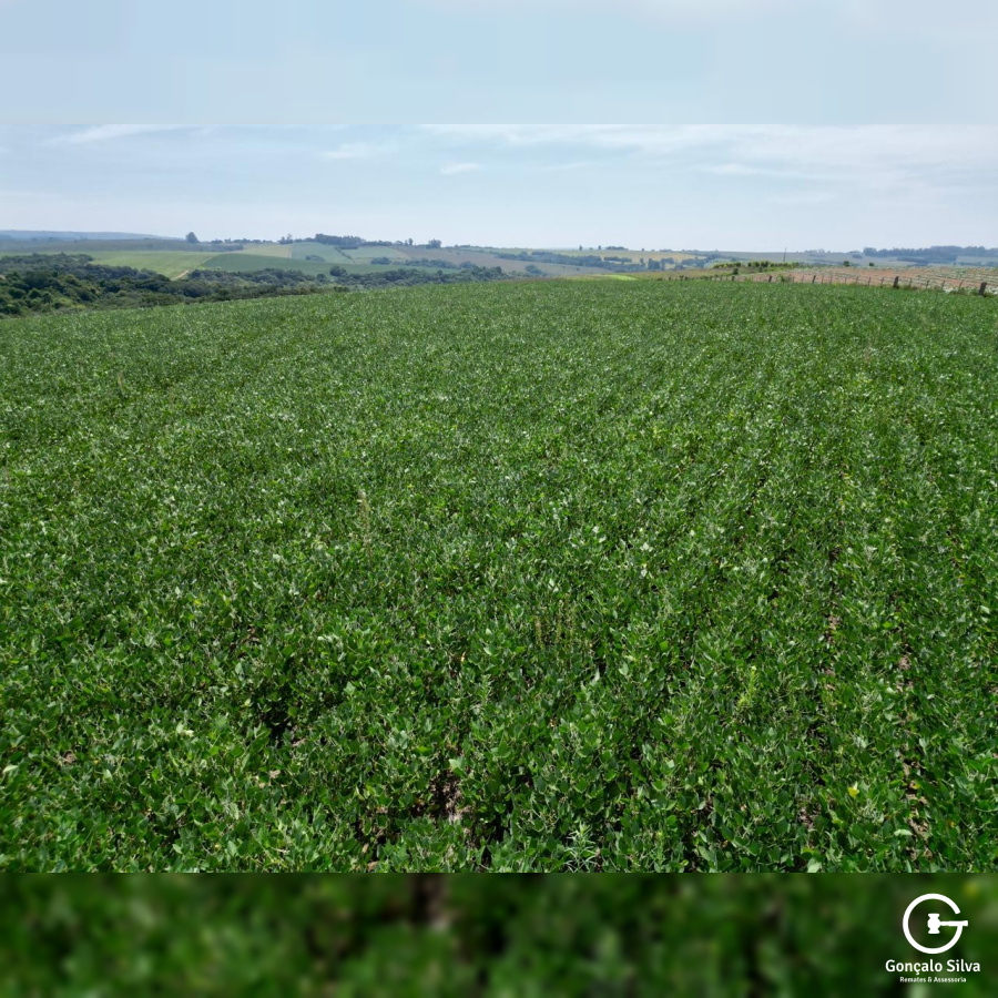 Área Rural com 64 Hectares em Guaíba