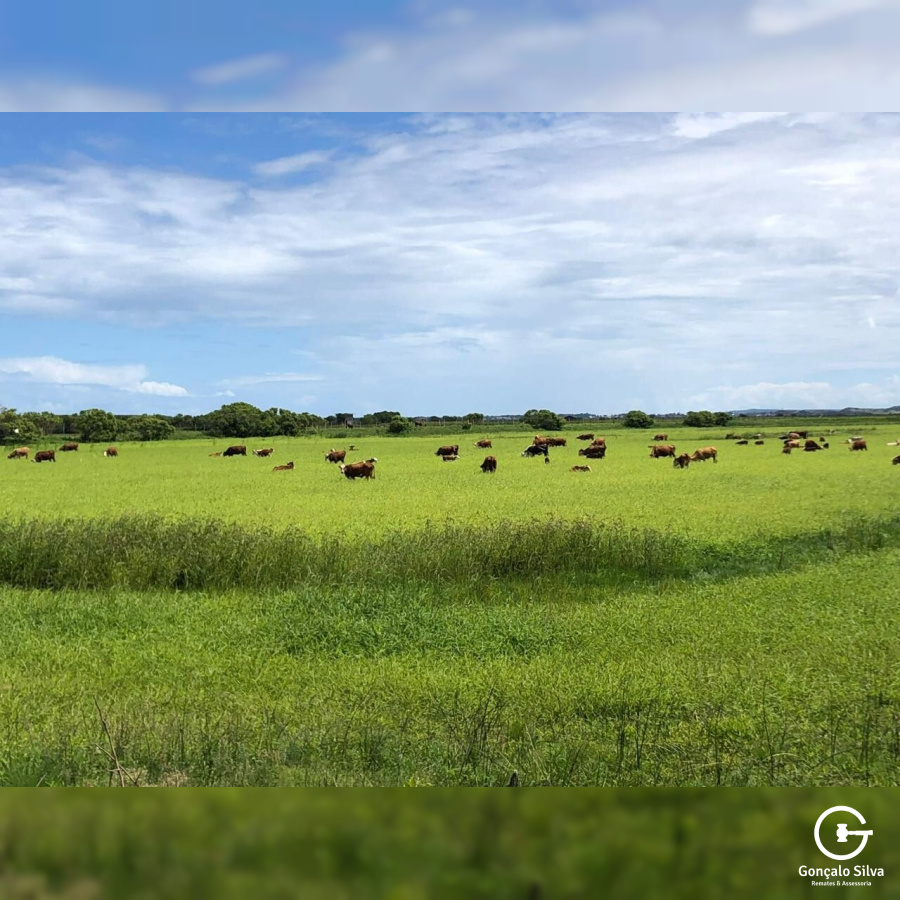 Sítio com 86 Hectares em Santa Catarina, excelente  lugar