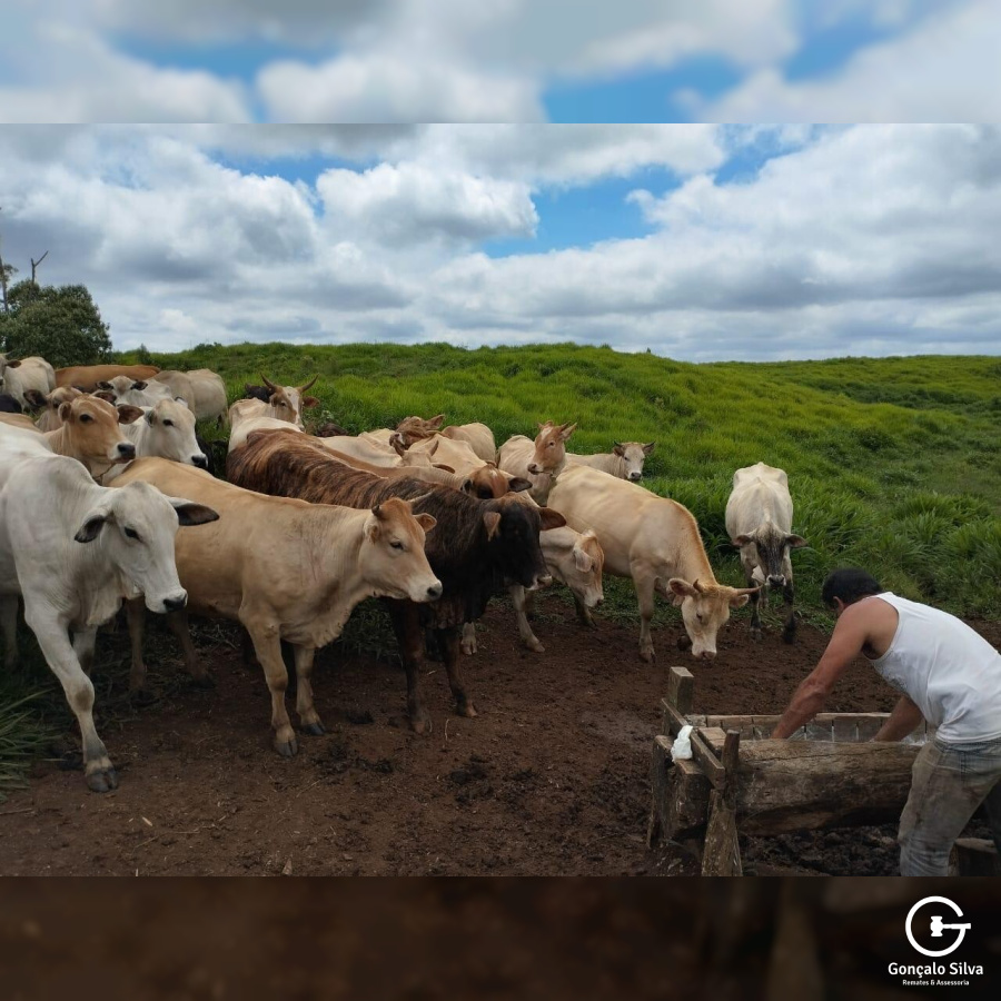 Fazenda no Paraná com 332 Hectares