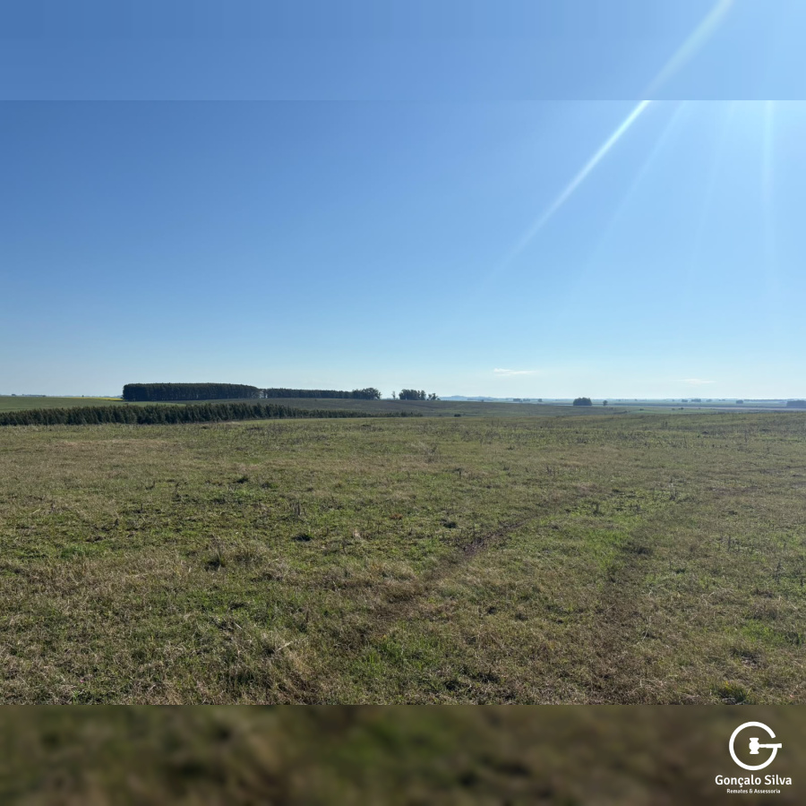 Fazenda com 355 Hectares em Candiota/Bagé