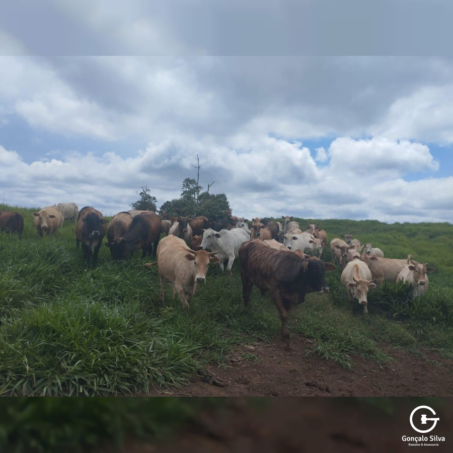 Fazenda no Paraná com 332 Hectares