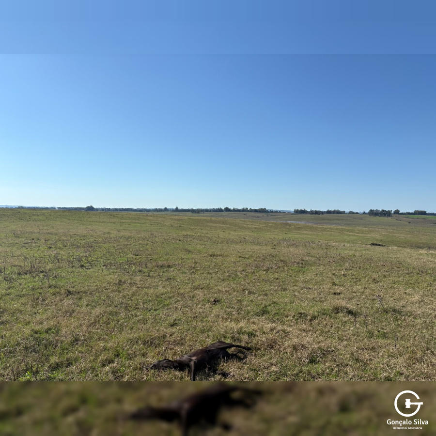 Fazenda com 355 Hectares em Candiota/Bagé