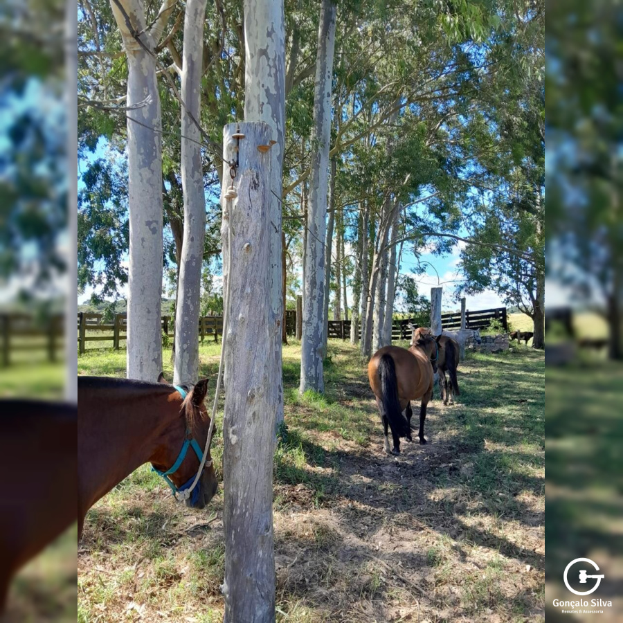 Fazenda com 98 hectares em Viamão, Águas Claras