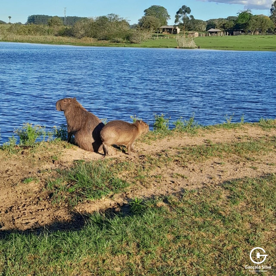 Fazenda com 98 hectares em Viamão, Águas Claras