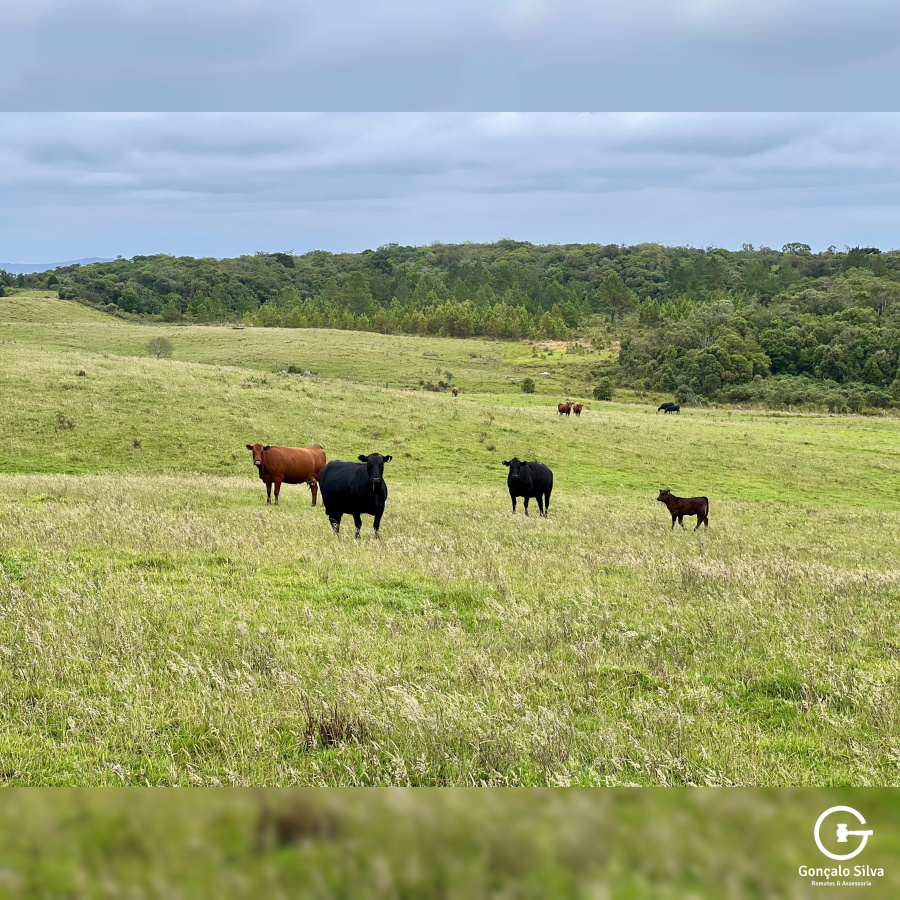 Fazenda de 445 Hectares em Riozinho