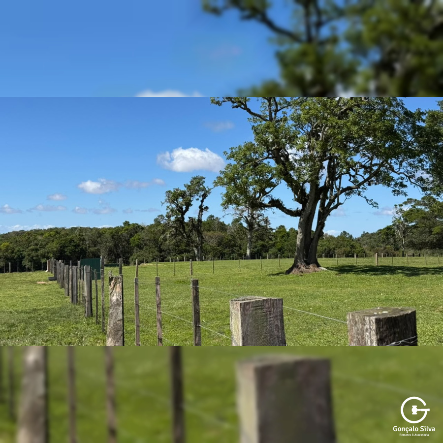Fazenda com 97 Hectares, com estrutura para cabanha a 1H de POA