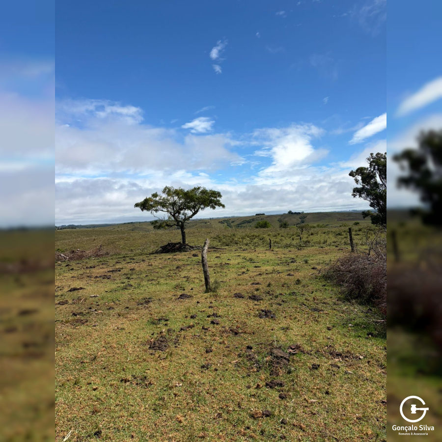 Área rural com 115 Hectares em Pinheiro Machado