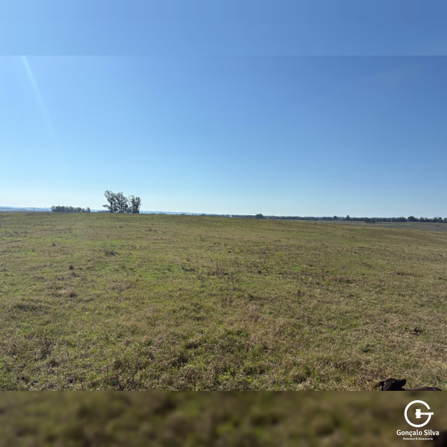 Fazenda com 355 Hectares em Candiota/Bagé