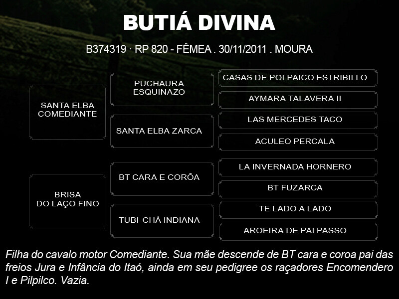 Geração BUTIA DIVINA 