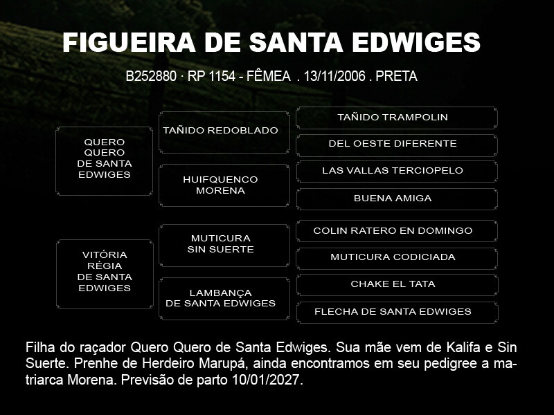 Geração FIGUEIRA DE SANTA EDWIGES 