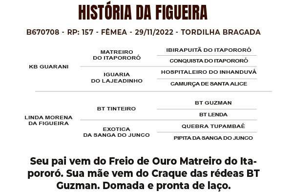 Geração HISTÓRIA DA FIGUEIRA