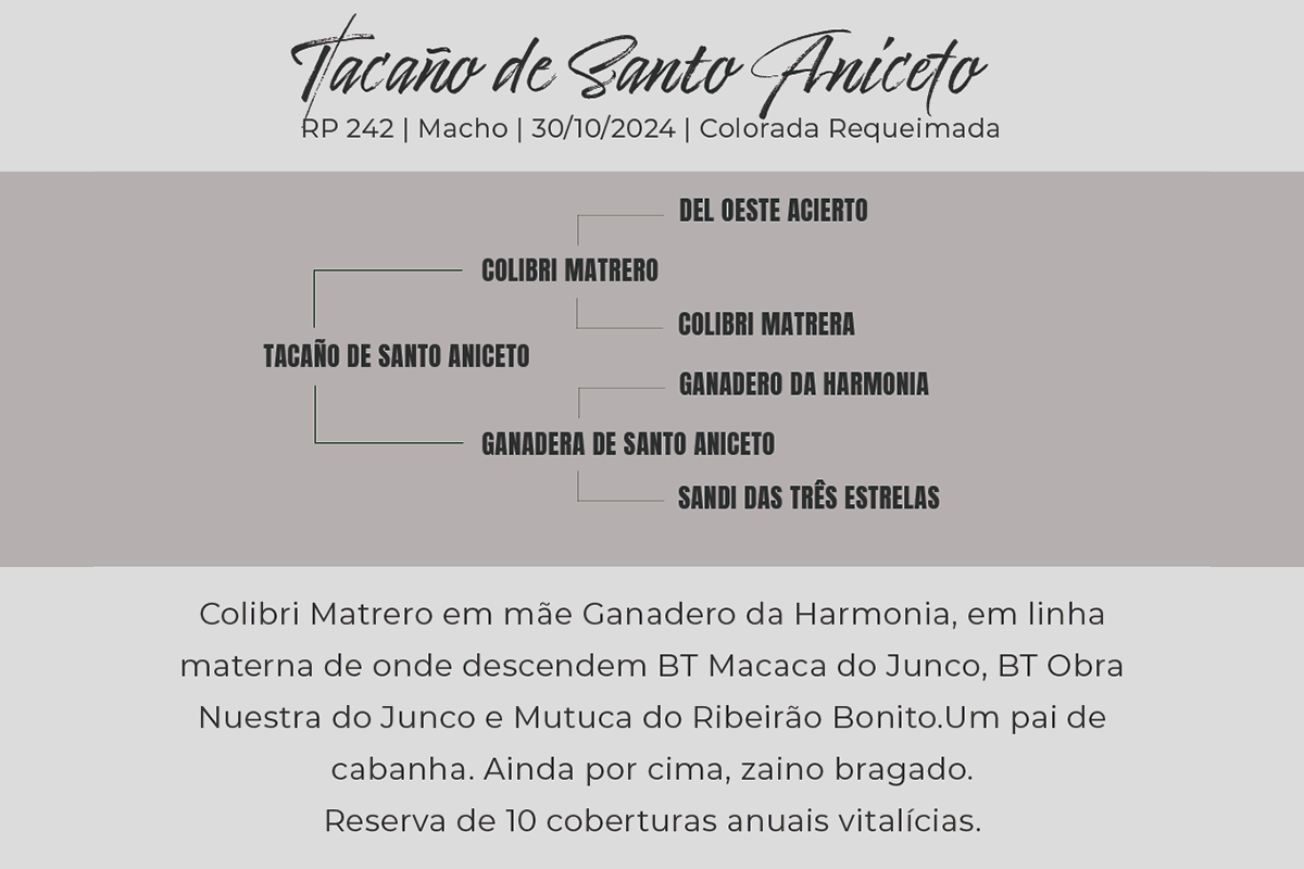 Geração TACAÑO DE SANTO ANICETO