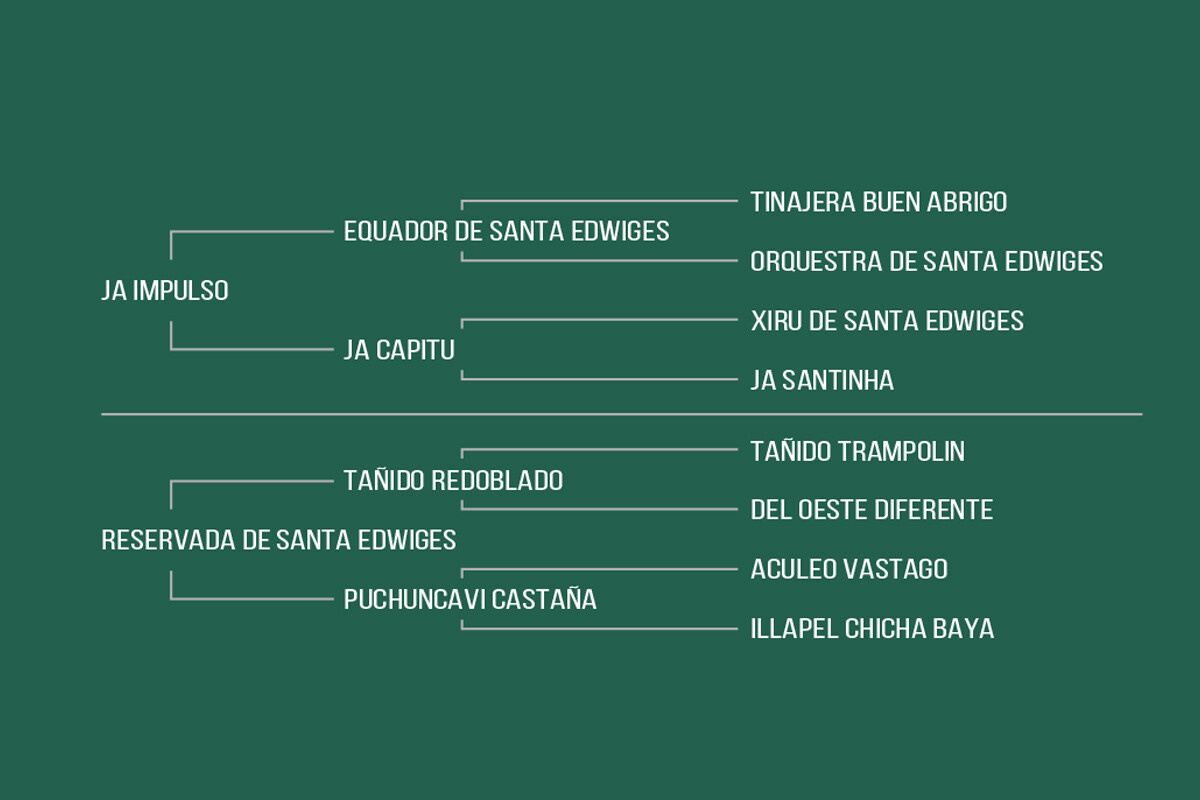 Geração OLIVA DA CABANHA SANTA FÉ-TE