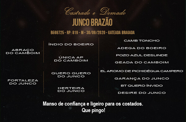 Geração JUNCO BRAZÃO