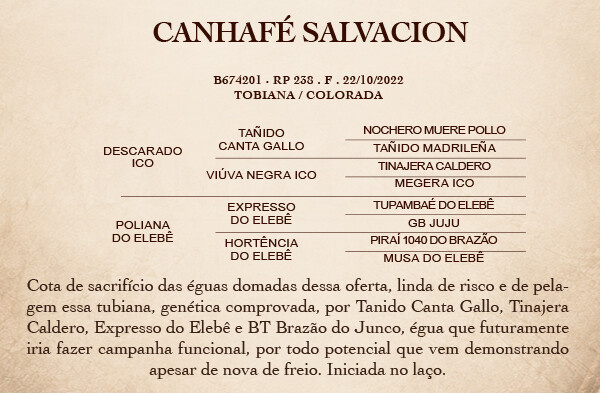 Geração CANHAFÉ SALVACION