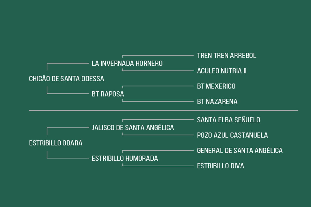 Geração BASCA DA BOA VISTA