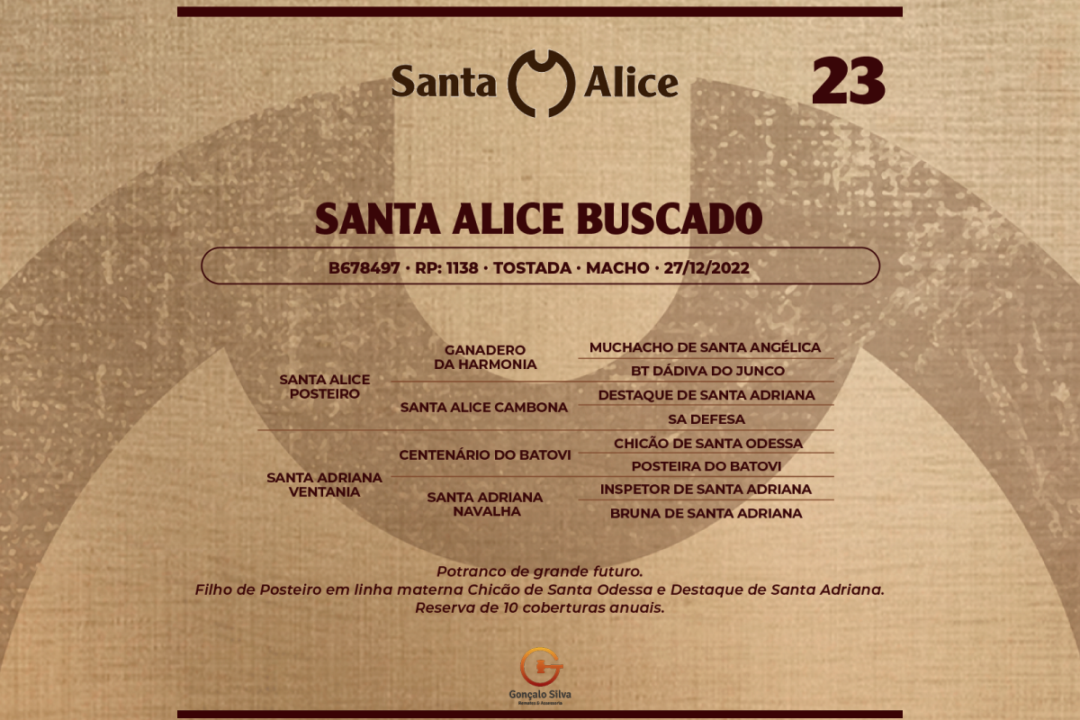 Geração SANTA ALICE BUSCADO
