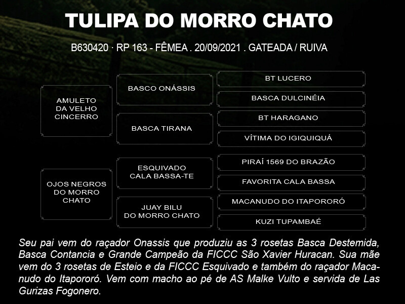Geração TULIPA DO MORRO CHATO 