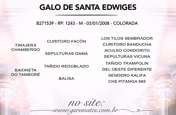 Geração GALO DE SANTA EDWIGES