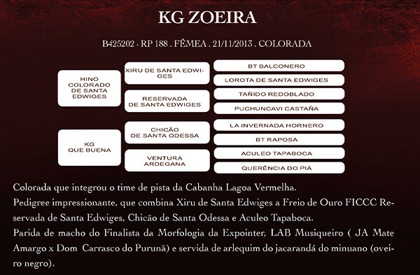 Geração KG ZOEIRA