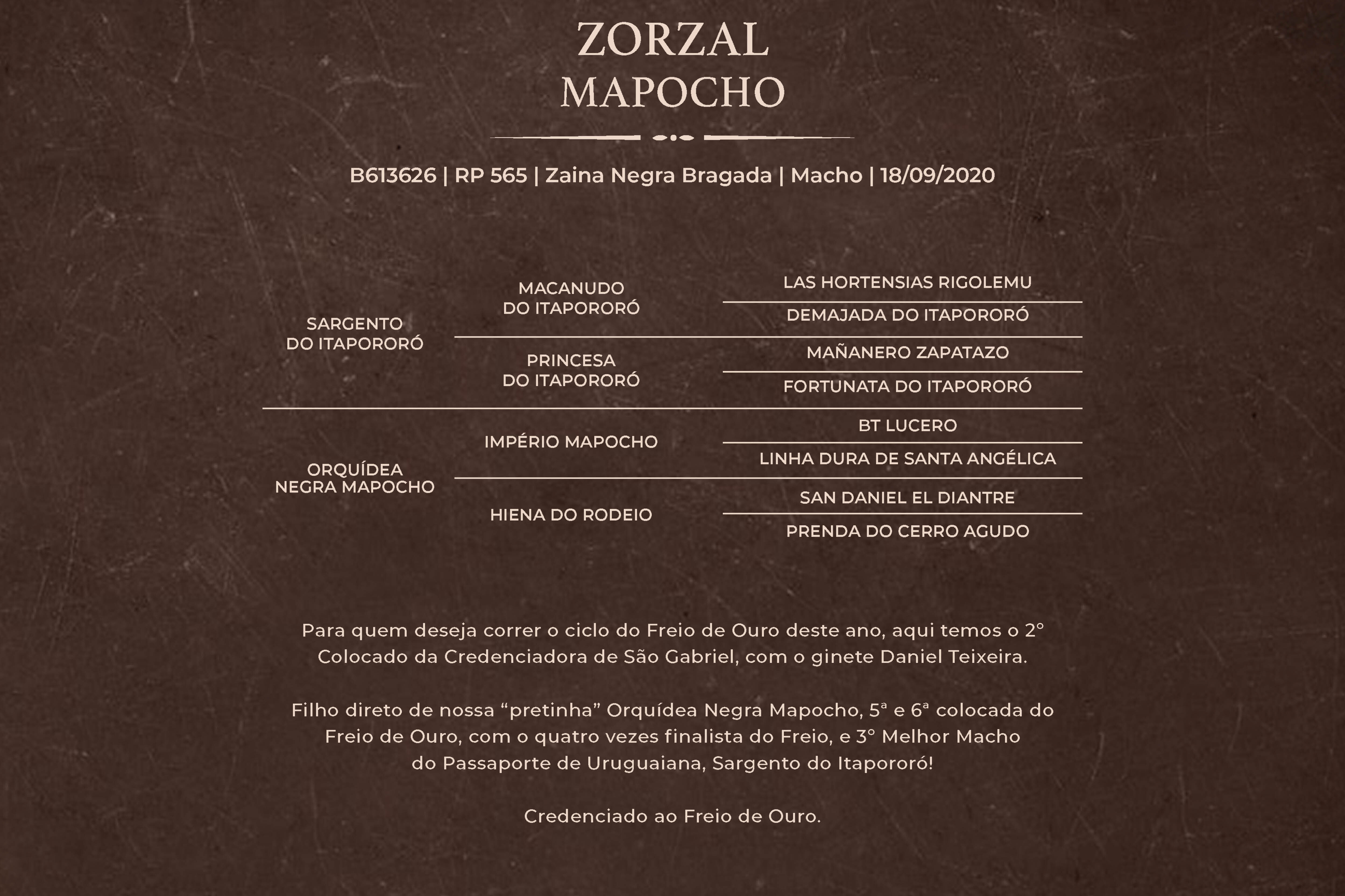 Geração ZORZAL MAPOCHO 
