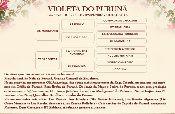 Geração VIOLETA DO PURUNÃ