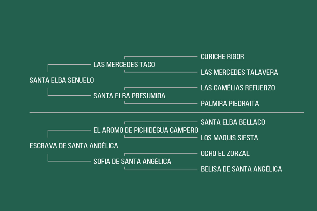Geração REDOMONA DE SANTA ANGÉLICA