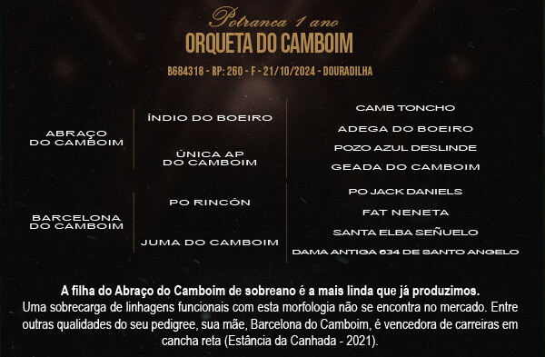 Geração ORQUETA DO CAMBOIM