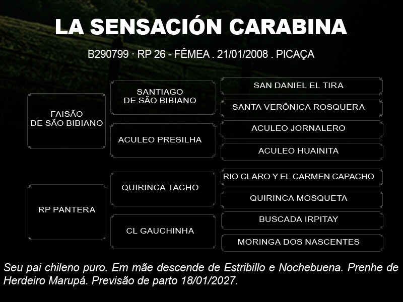 Geração LA SENSACIÓN CARABINA 