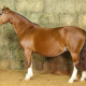CAMB LUA CHEIA 342