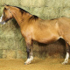 PORAL MURGA