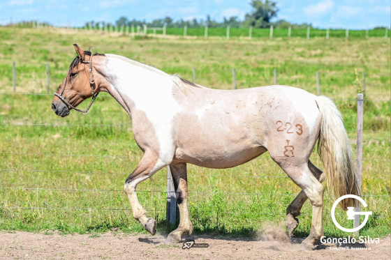 DOIS MUNDOS LINDA PAMPA