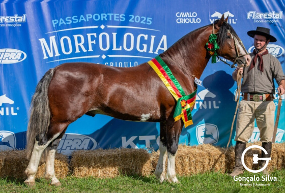 TARAGÜI  APACHE