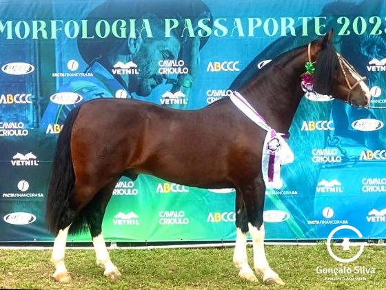 BASCO  HONÓRIO