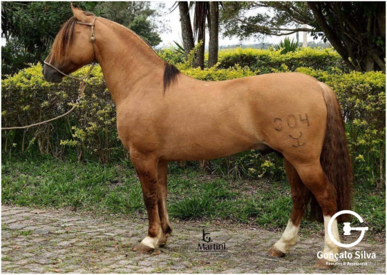 HARMONIA  TEMPRANO