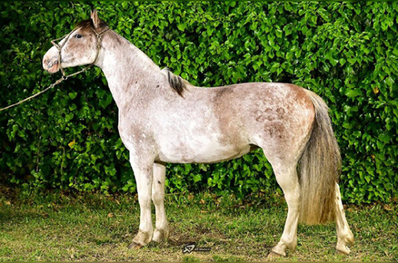 JAGUATIRICA DO CAMBOIM